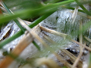 close view of green grass with icicles